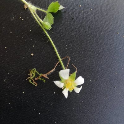 Fragaria × ananassa — flower