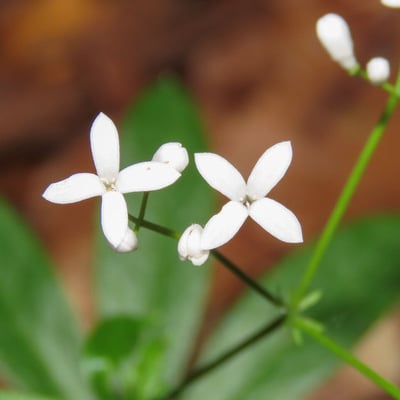 Galium odoratum — flower