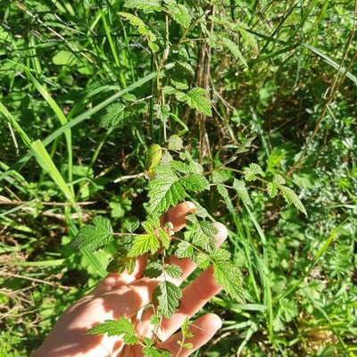 Rubus parvifolius — leaf