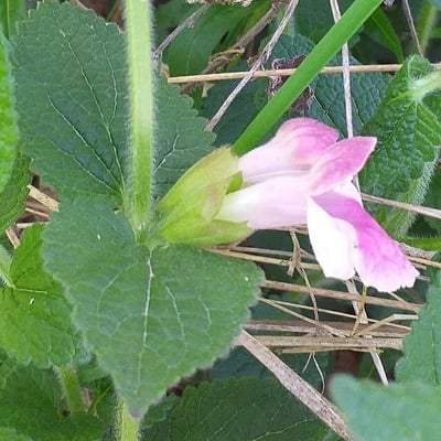 Melittis melissophyllum — flower