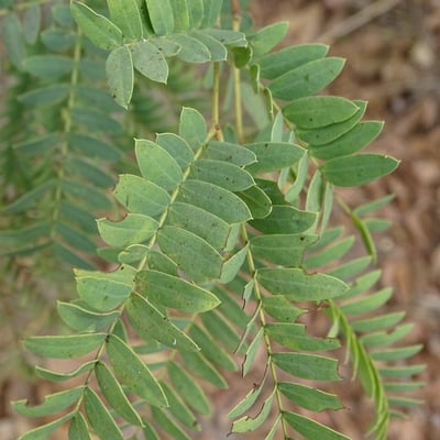 Prosopis africana — leaf