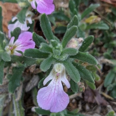 Ajuga iva — flower