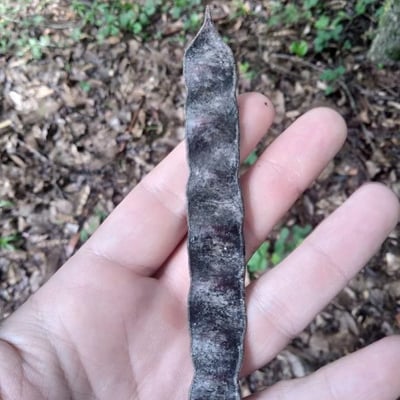 Parapiptadenia rigida — fruit