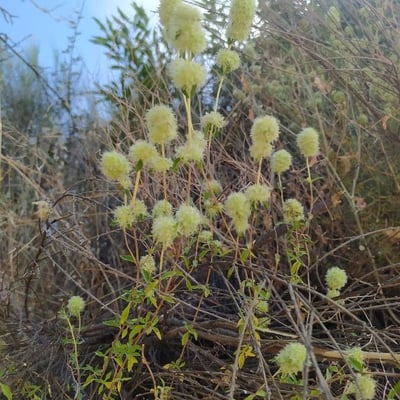 Thymus mastichina — flower