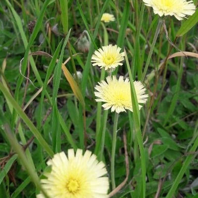 Pyrrhopappus carolinianus — flower