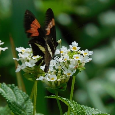 Chaerophyllum aureum — flower