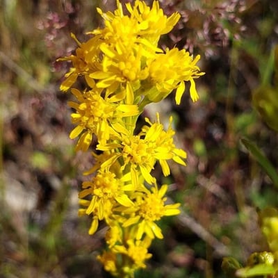 Solidago missouriensis — flower