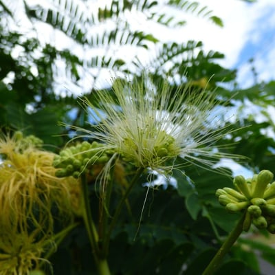 Albizia lebbeck — flower
