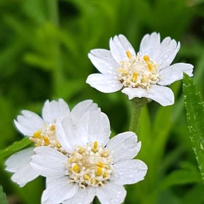 Achillea macrophylla — flower