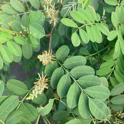 Indigofera suffruticosa — flower