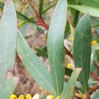 Daviesia latifolia — leaf
