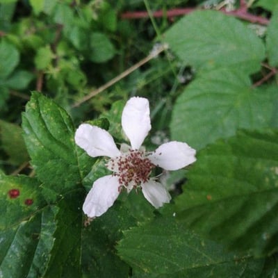 Rubus gratus — flower