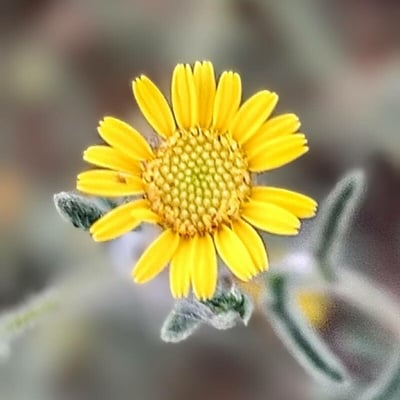 Pulicaria arabica — flower