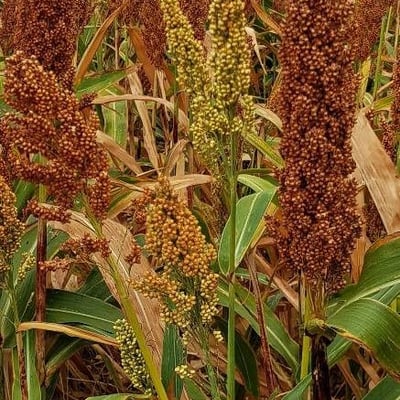 Sorghum bicolor — flower