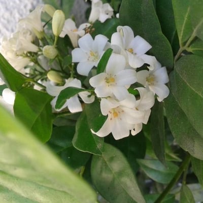 Murraya paniculata — flower