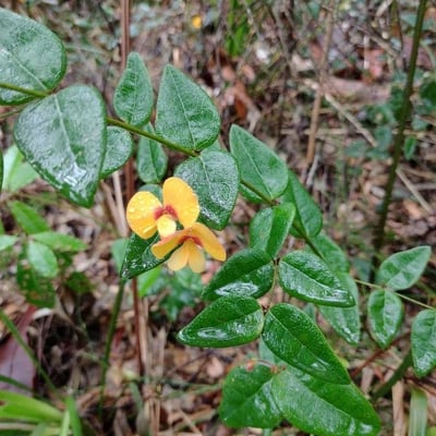 Platylobium formosum — habit