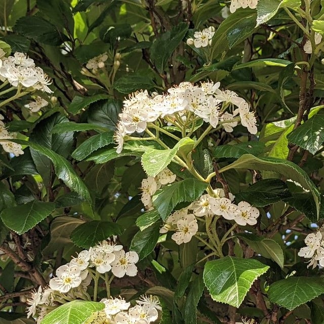 Crataegus crus-galli — flower