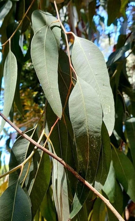 Northern grey ironbark