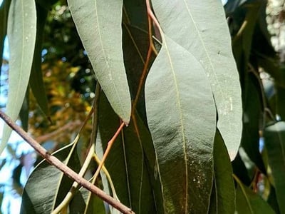Northern grey ironbark