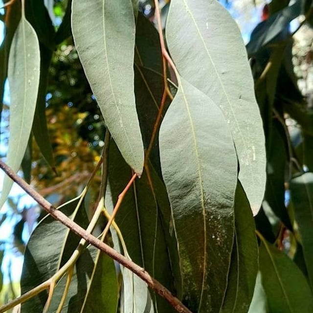 Eucalyptus siderophloia — leaf