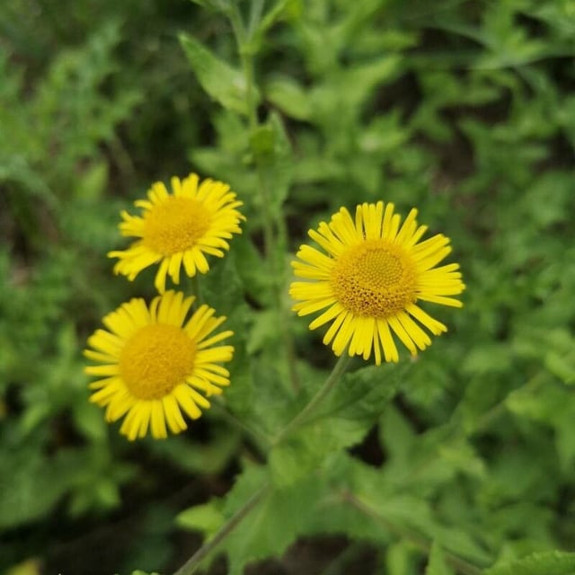 Pulicaria vulgaris — flower