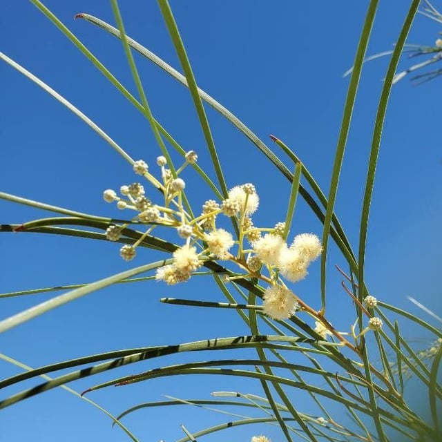 Acacia stenophylla — flower