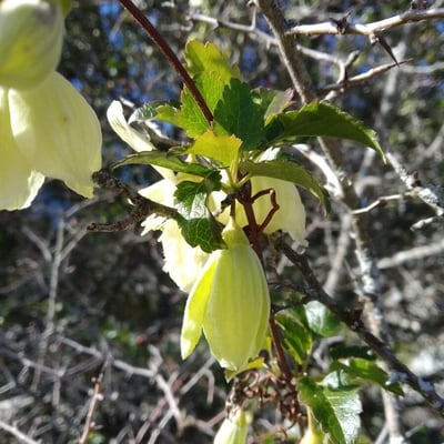 Clematis cirrhosa — flower