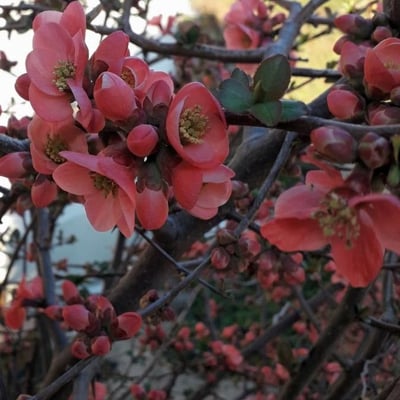 Chaenomeles japonica — flower