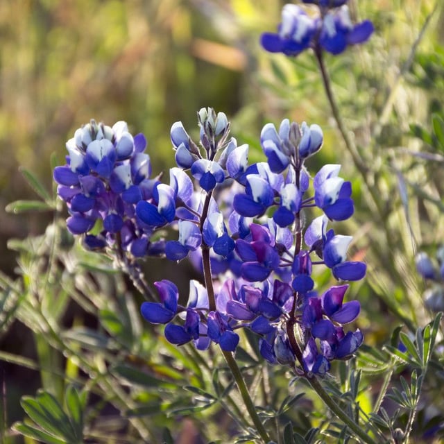 Lupinus bicolor — flower