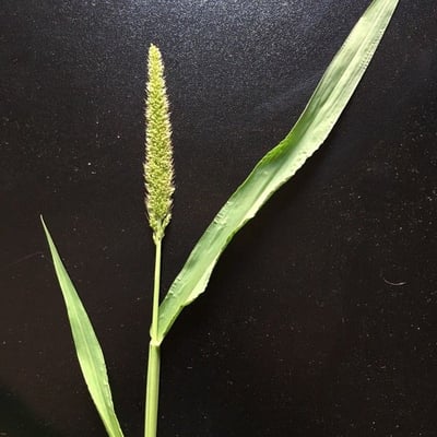 Setaria verticillata — flower