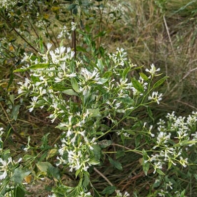 Baccharis halimifolia — flower