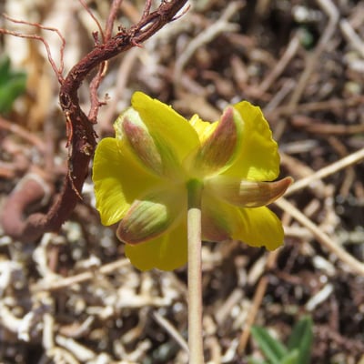Ranunculus gramineus — flower