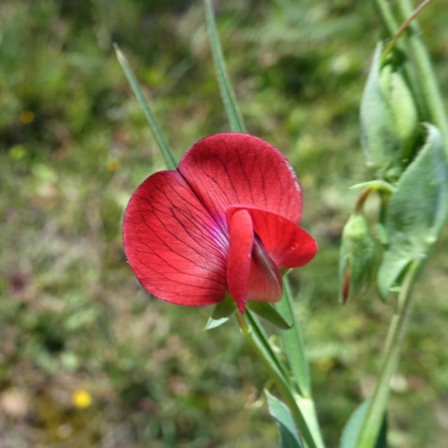 Lathyrus cicera — flower