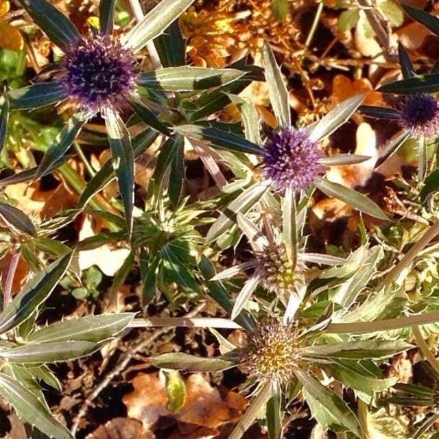 Eryngium campestre — flower