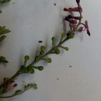 Fumaria reuteri — fruit