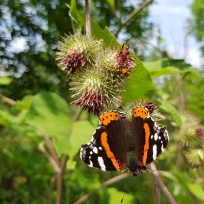 Arctium lappa — flower