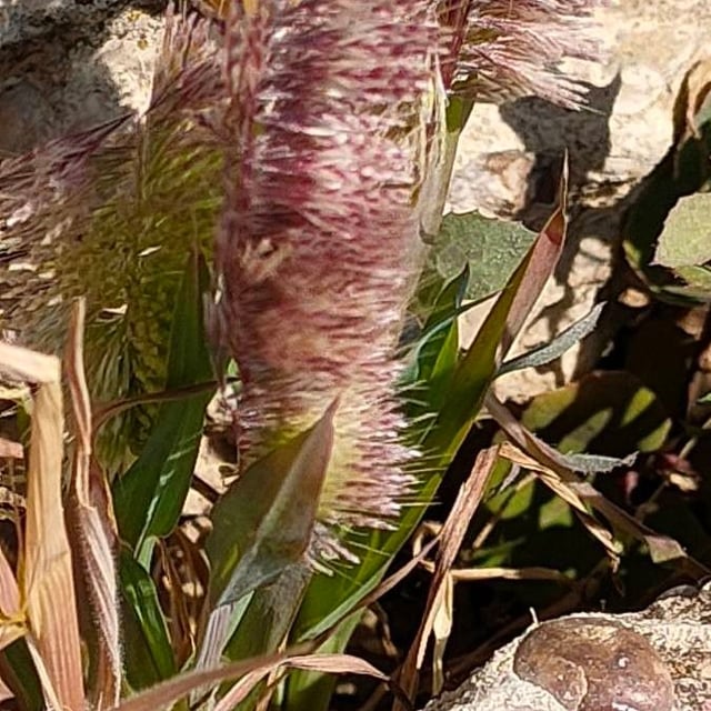 Lamarckia aurea — flower