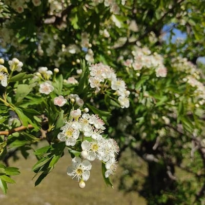 Sorbus mougeotii — flower