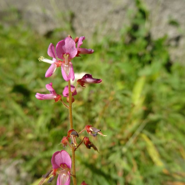 Desmodium incanum — flower