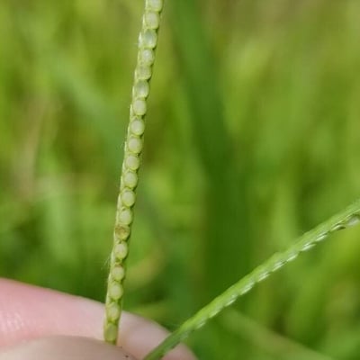 Paspalum conjugatum — flower
