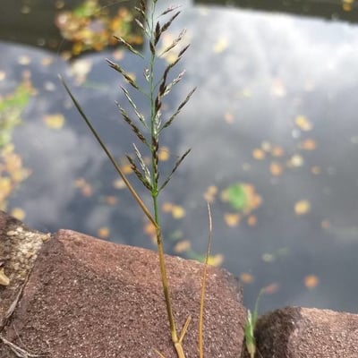 Eragrostis pilosa — flower