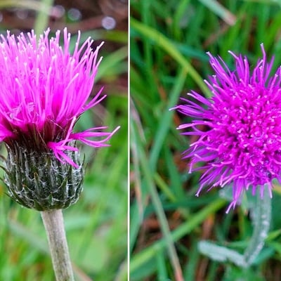 Cirsium dissectum — flower