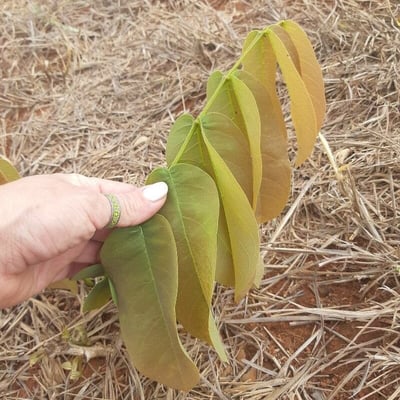Daniellia oliveri — leaf