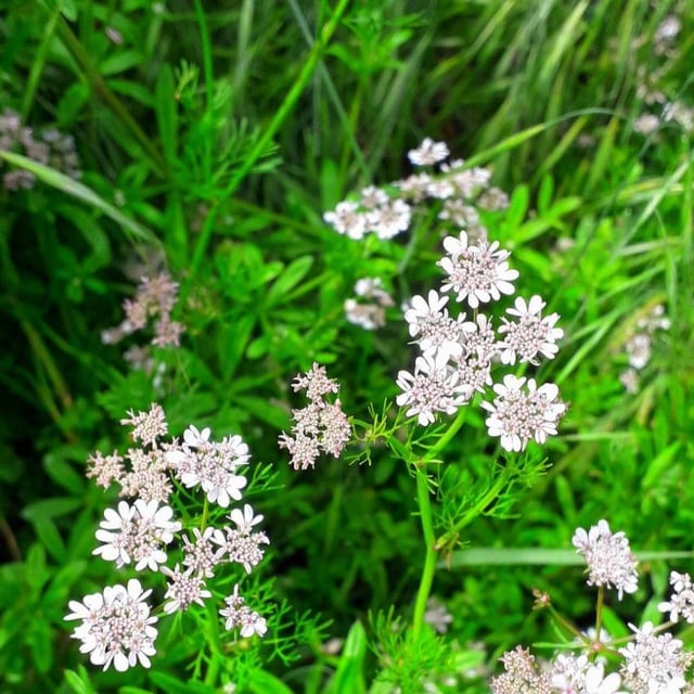 Coriandrum sativum — flower