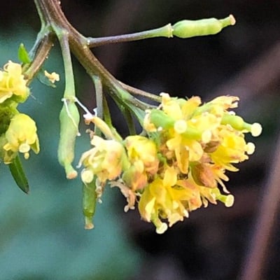 Rorippa palustris — flower