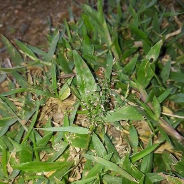Eragrostis cilianensis — flower