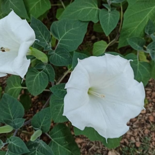 Datura innoxia — flower