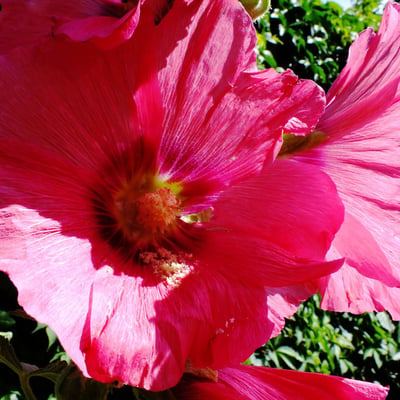 Alcea setosa — flower