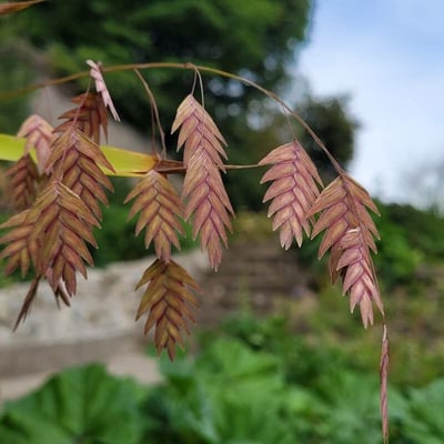 Chasmanthium latifolium — flower