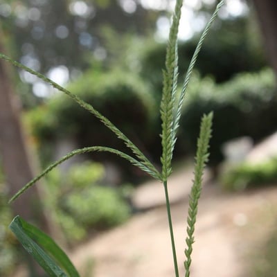 Eleusine indica — flower